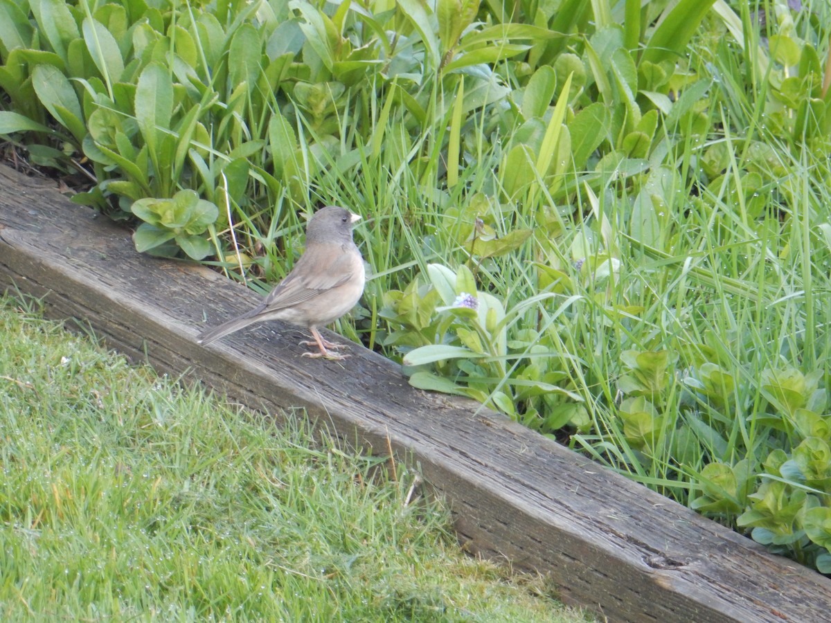 Dark-eyed Junco - ML617539517