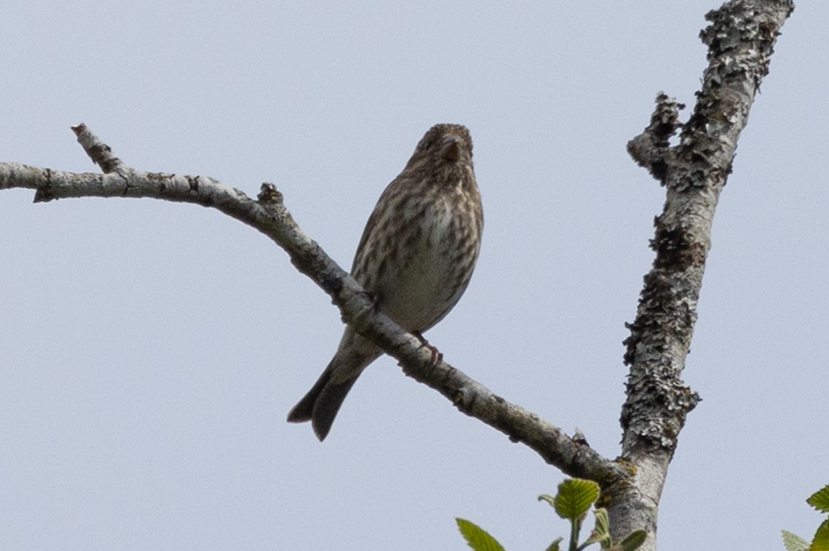 Purple Finch - ML617539523