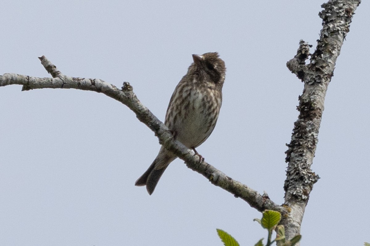 Purple Finch - ML617539524