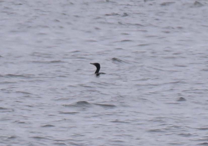 Great/Double-crested Cormorant - Kathy Marche