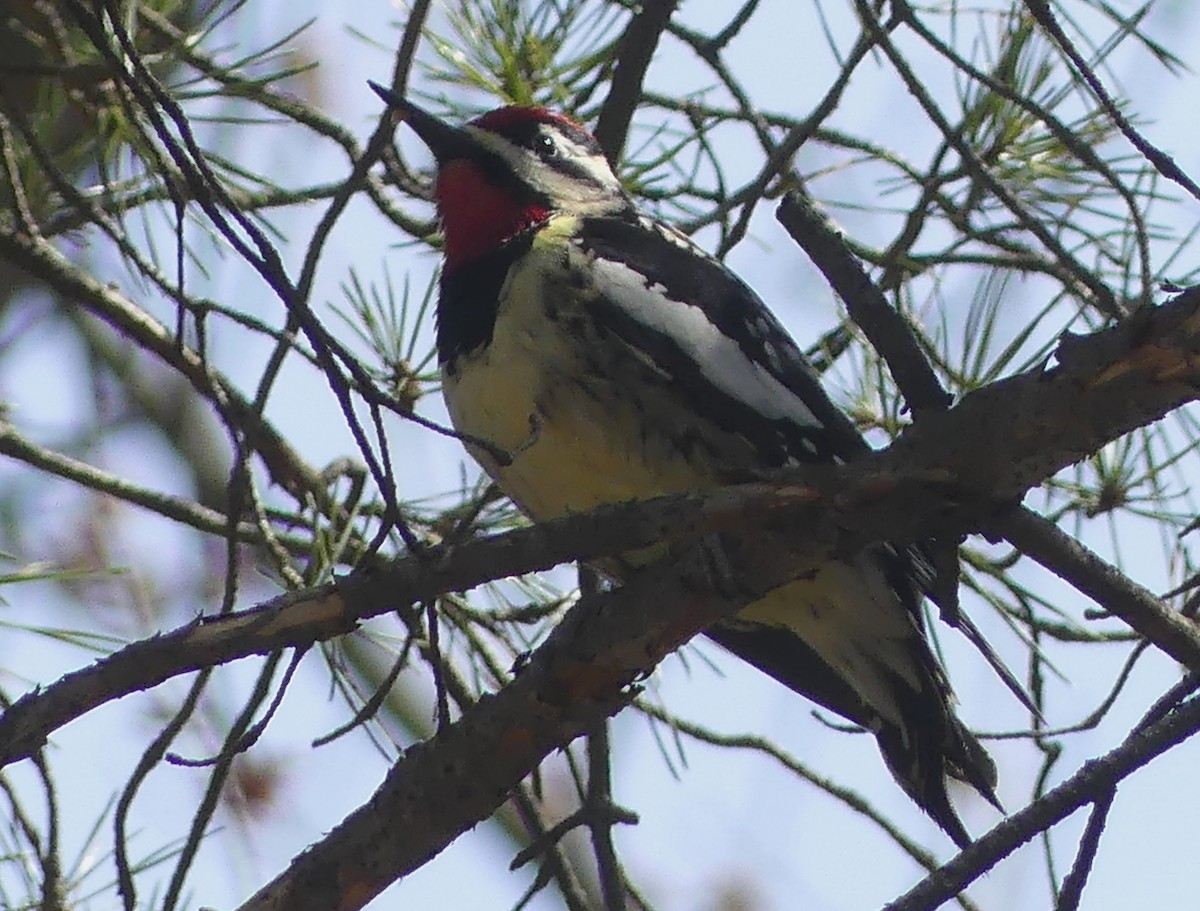 Yellow-bellied Sapsucker - ML617539558