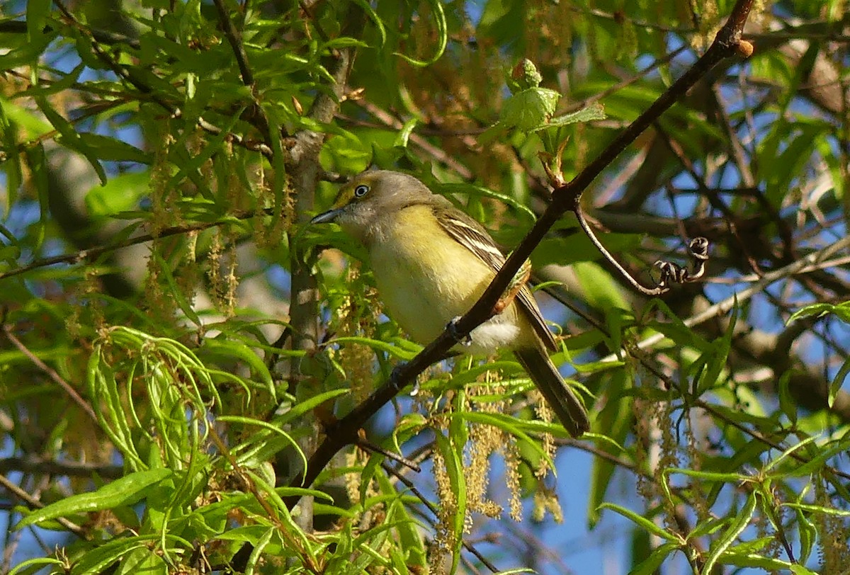 Ak Gözlü Vireo - ML617539592