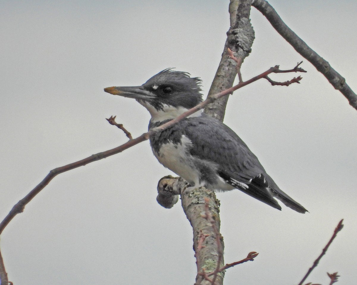 Martin-pêcheur d'Amérique - ML617539611