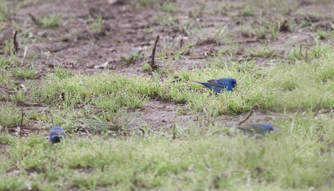 Indigo Bunting - Brian Quindlen