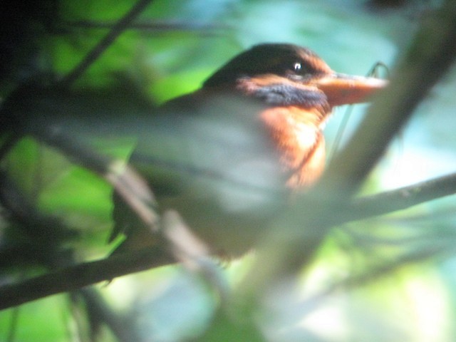 Rufous-collared Kingfisher - Bob Hargis