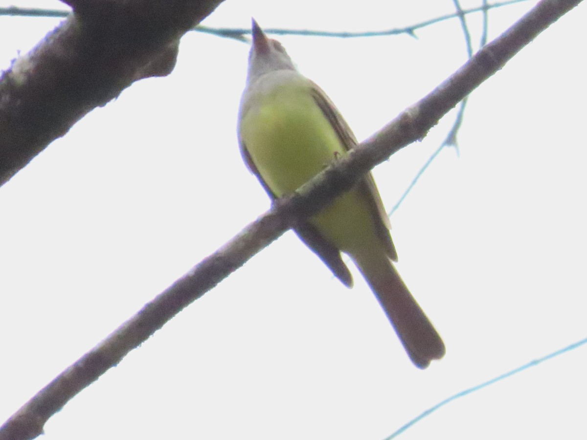 Great Crested Flycatcher - ML617539726