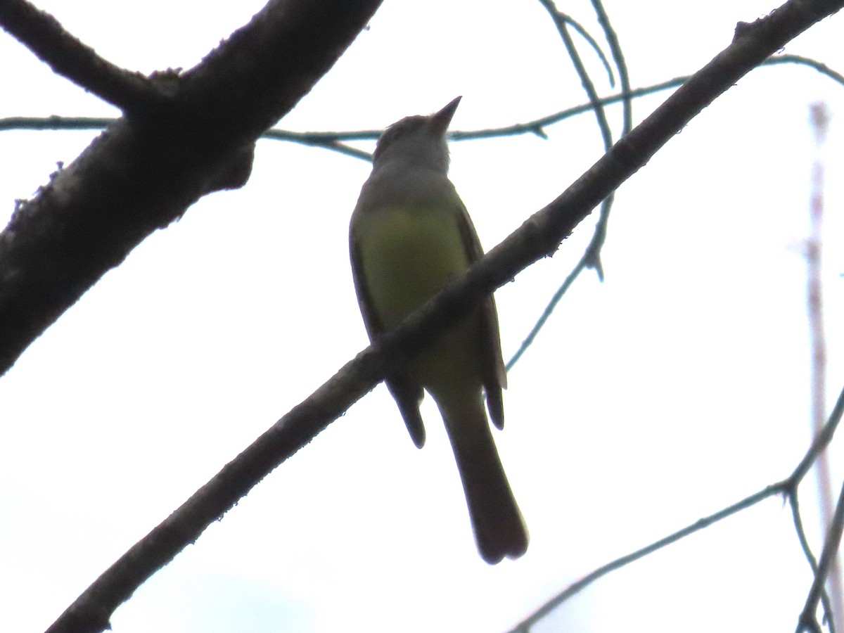 Great Crested Flycatcher - ML617539727