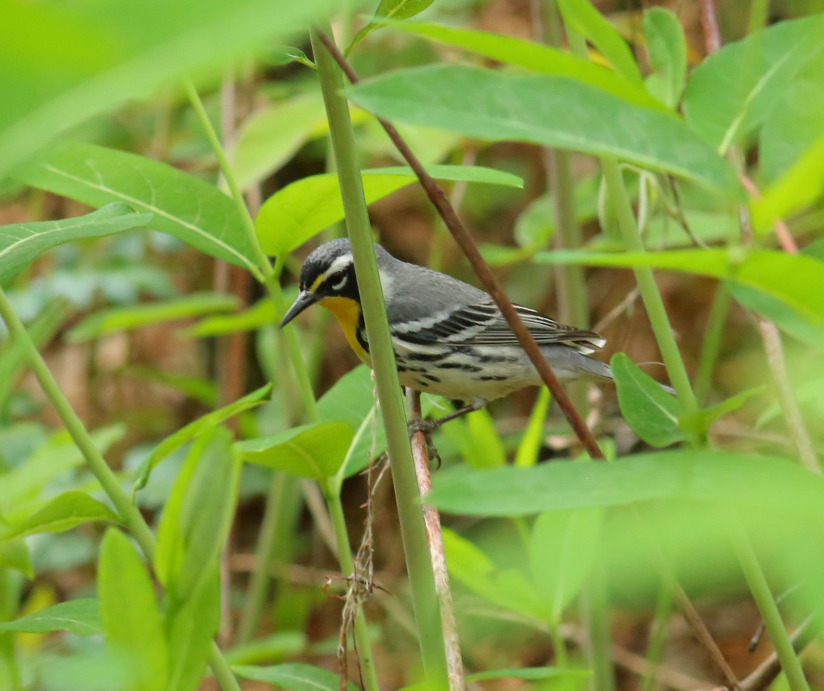 Yellow-throated Warbler - ML617539728