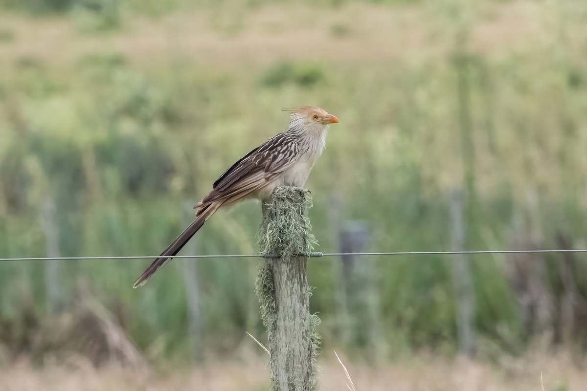 Guira Cuckoo - Jodi Boe