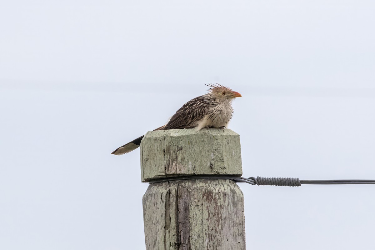 Guira Cuckoo - Jodi Boe