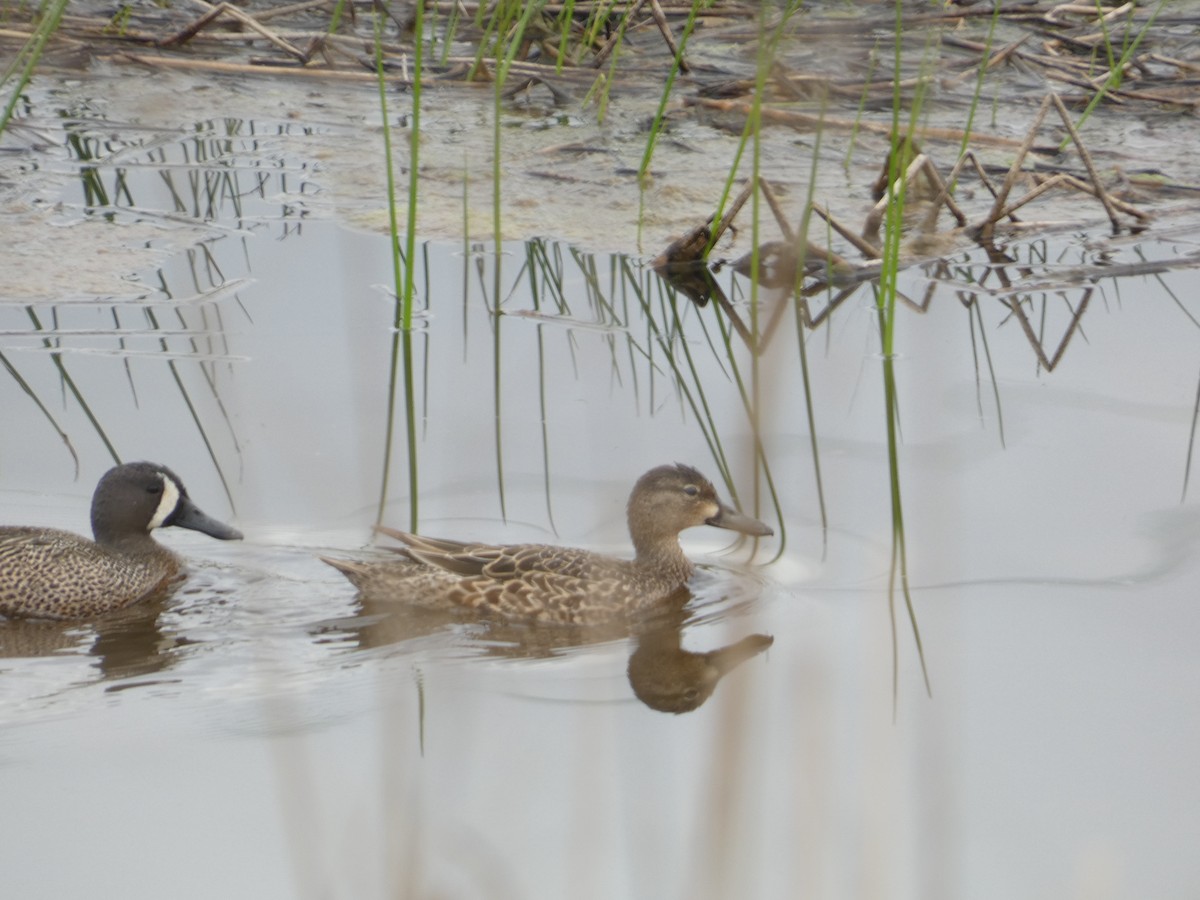 Blue-winged Teal - ML617539782