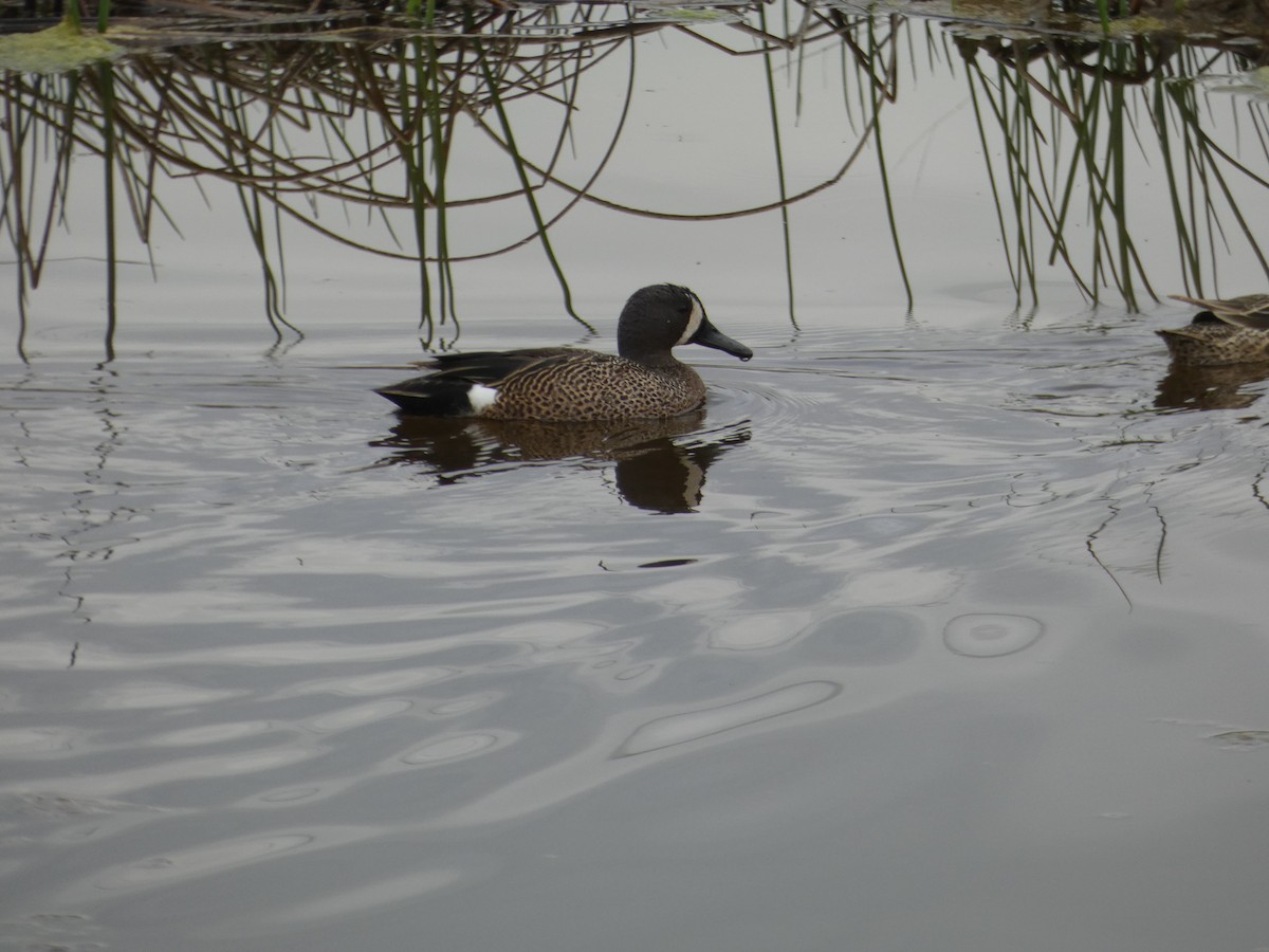 Blue-winged Teal - ML617539783
