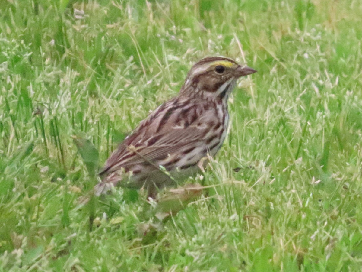 Savannah Sparrow - ML617539807