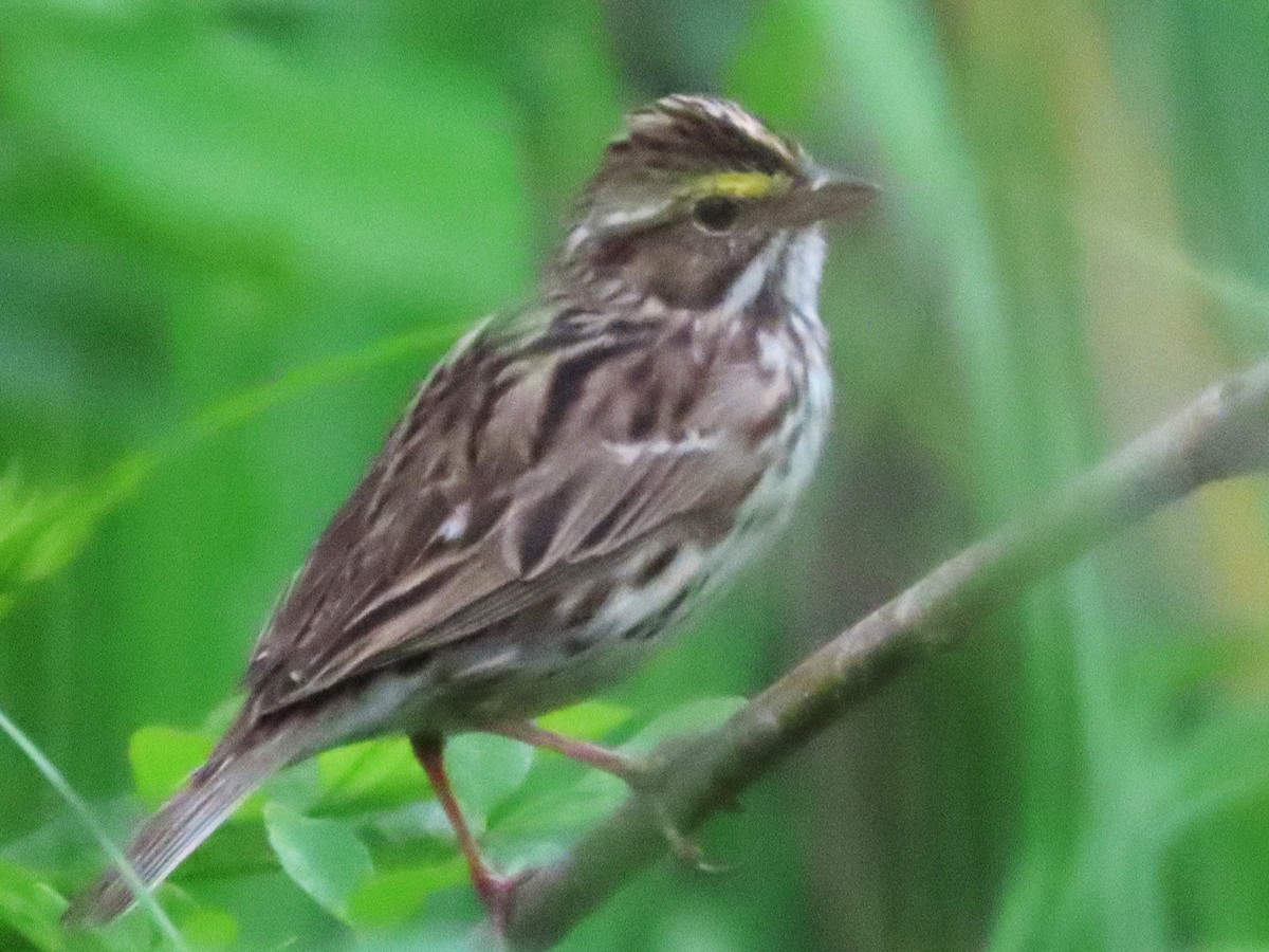Savannah Sparrow - ML617539809