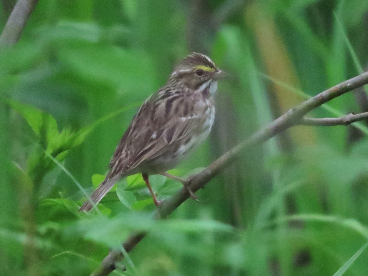 Savannah Sparrow - ML617539812