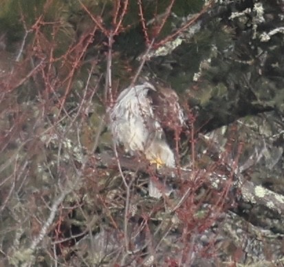 Red-tailed Hawk - ML617539837