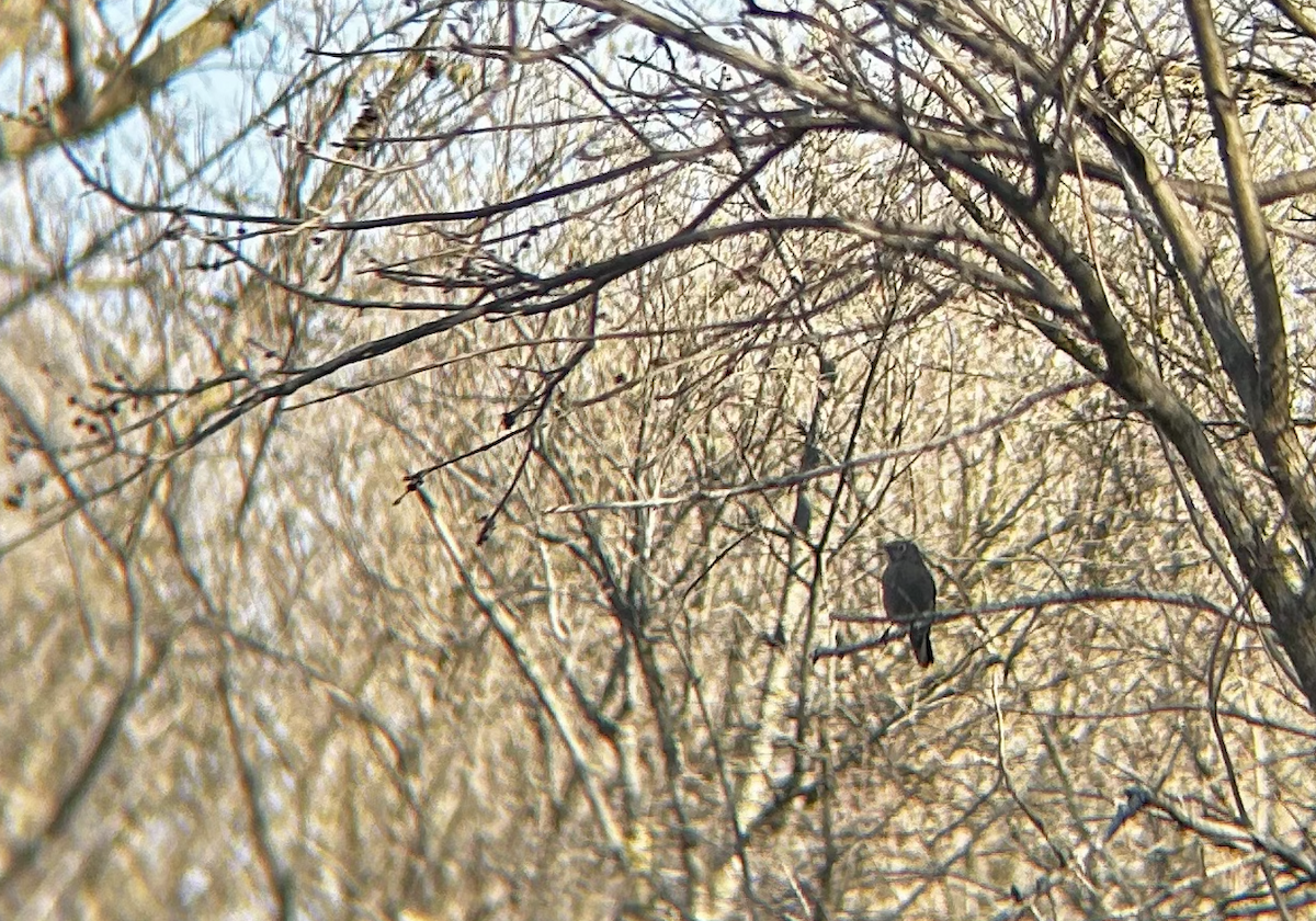 Townsend's Solitaire - ML617539886