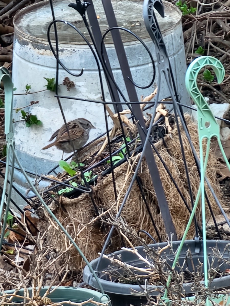 Swamp Sparrow - Kathleen A Czukiewski