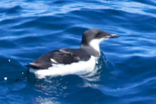 Thick-billed Murre - ML617539904