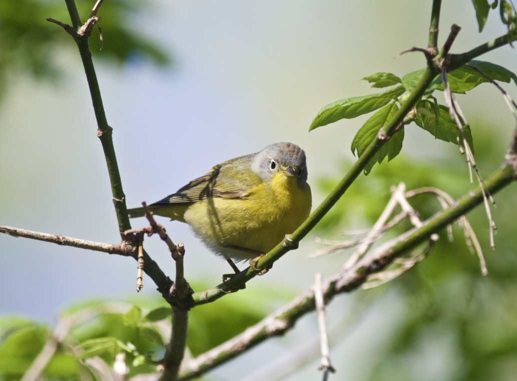 Nashville Warbler - Brian Quindlen