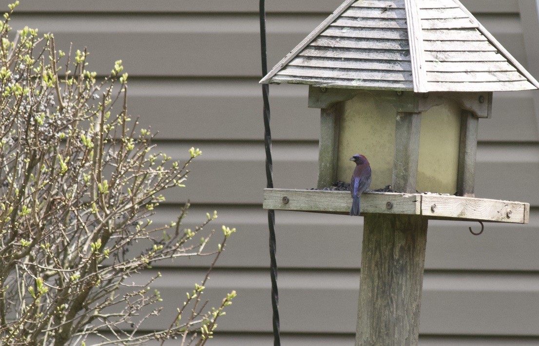 Varied Bunting - ML617539995