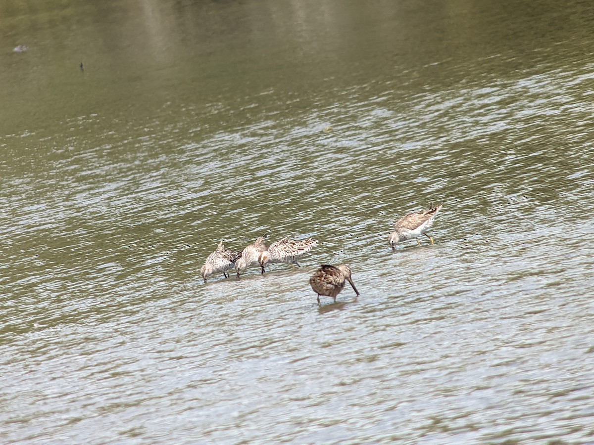 Stilt Sandpiper - ML617540015