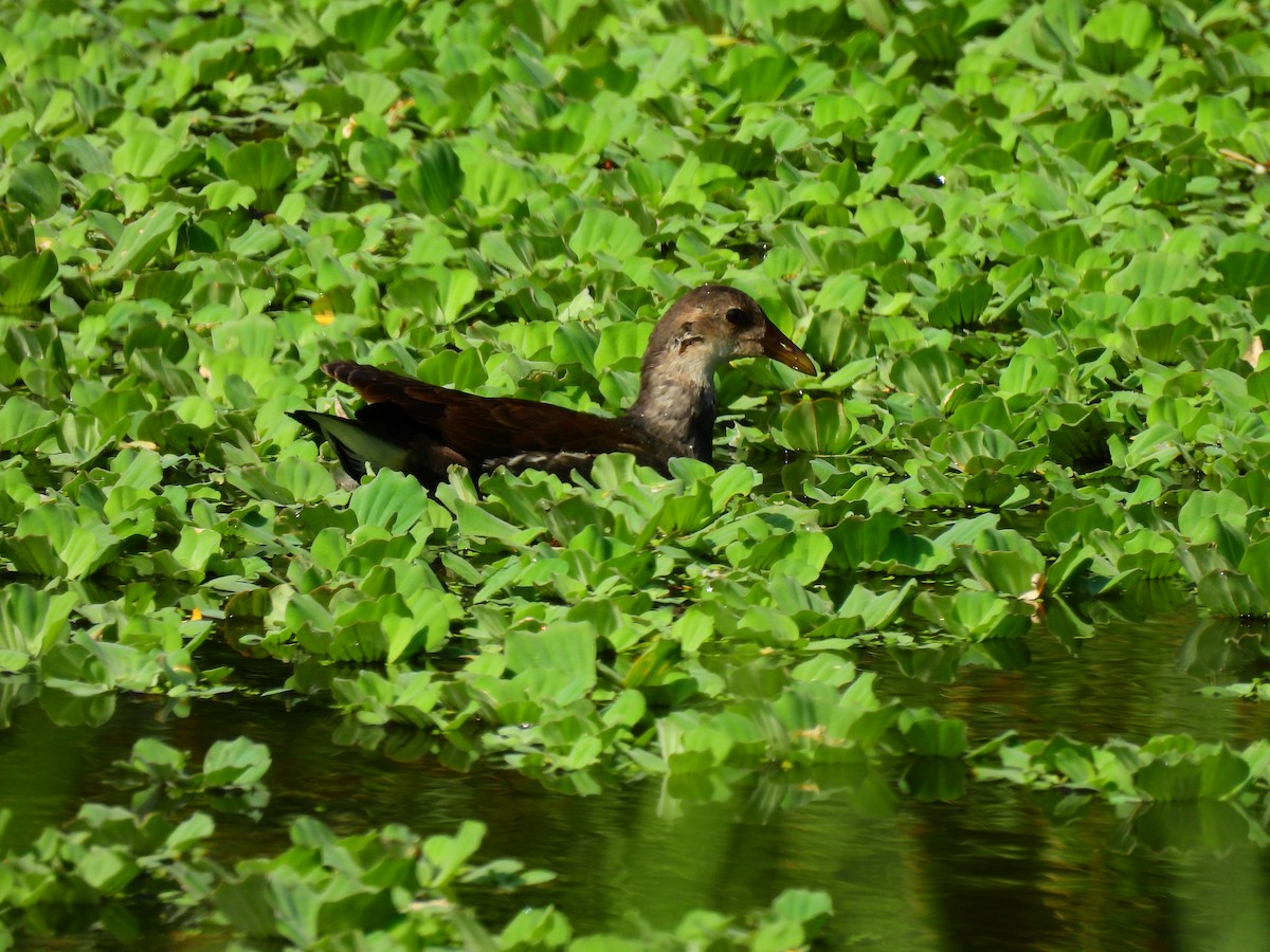 Eurasian Moorhen - ML617540026