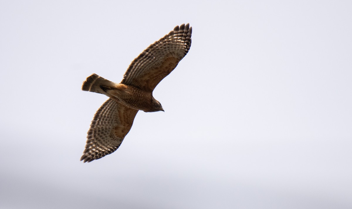 Red-shouldered Hawk - ML617540081