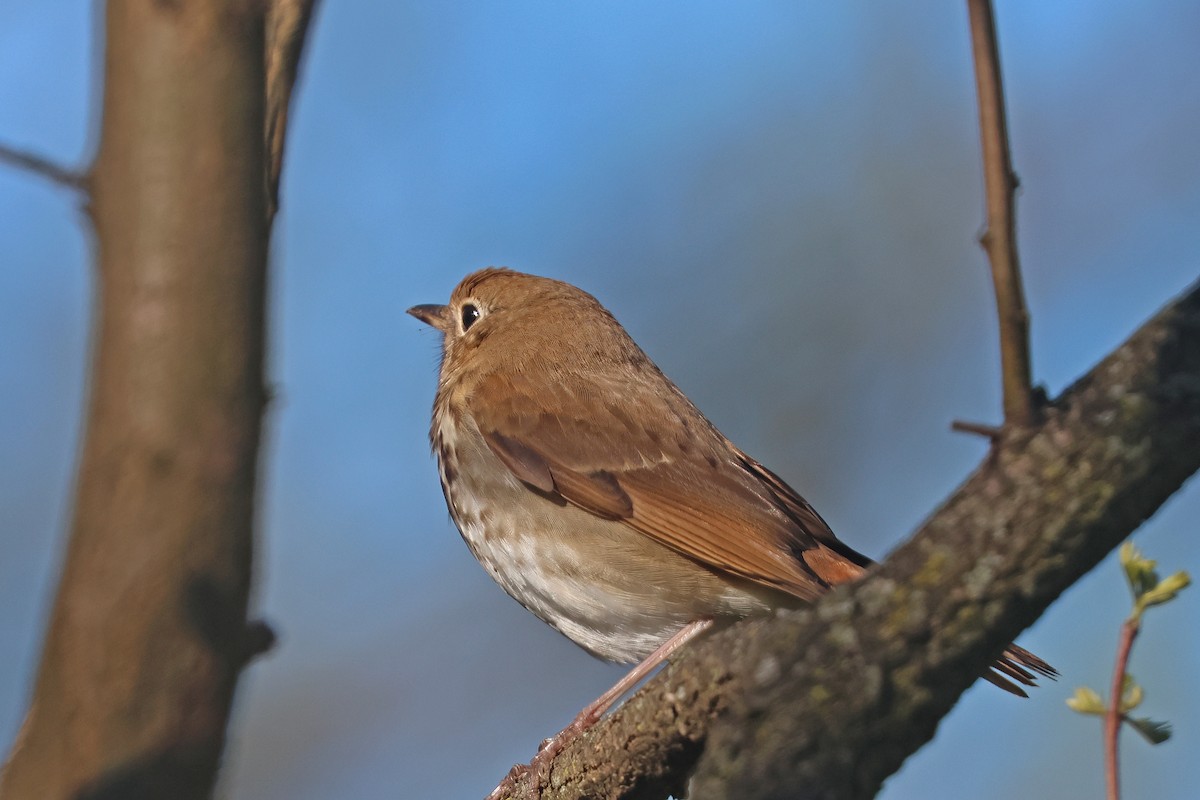 Hermit Thrush - ML617540084