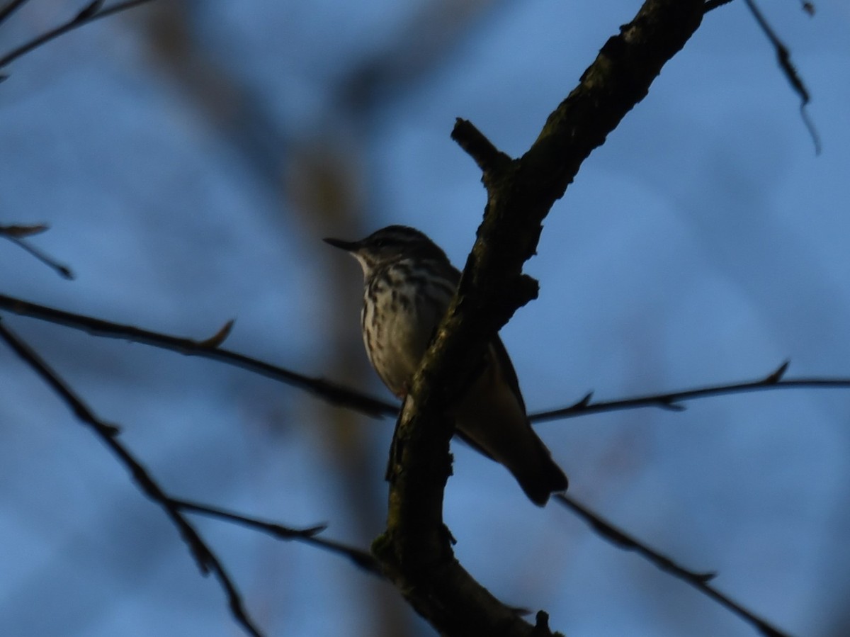 Louisiana Waterthrush - ML617540085