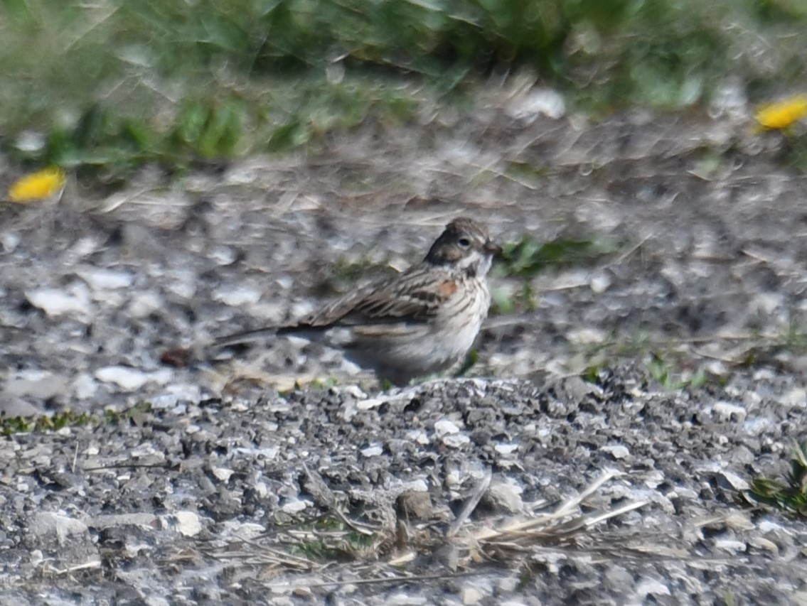 Vesper Sparrow - ML617540098