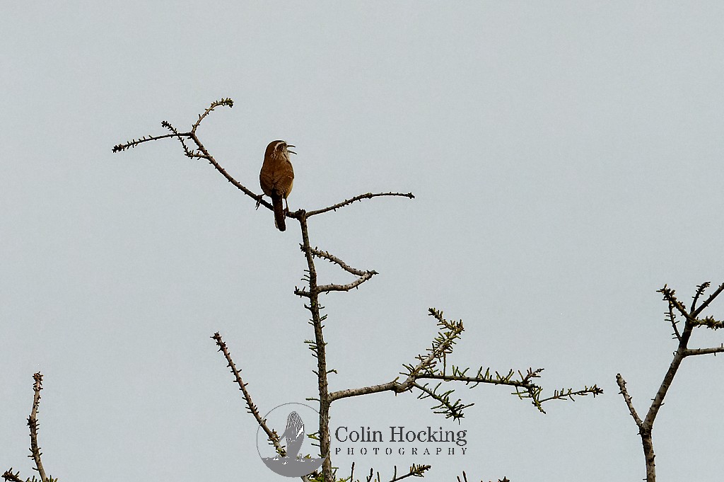 Carolina Wren - ML617540108