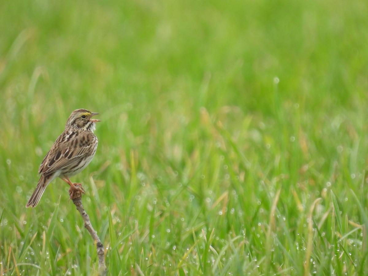 Savannah Sparrow - ML617540115