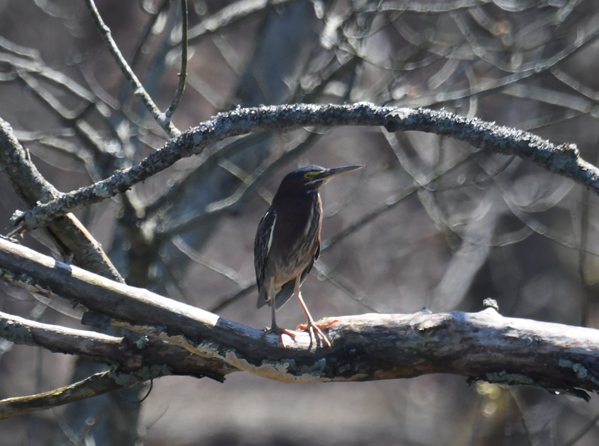 Green Heron - ML617540140