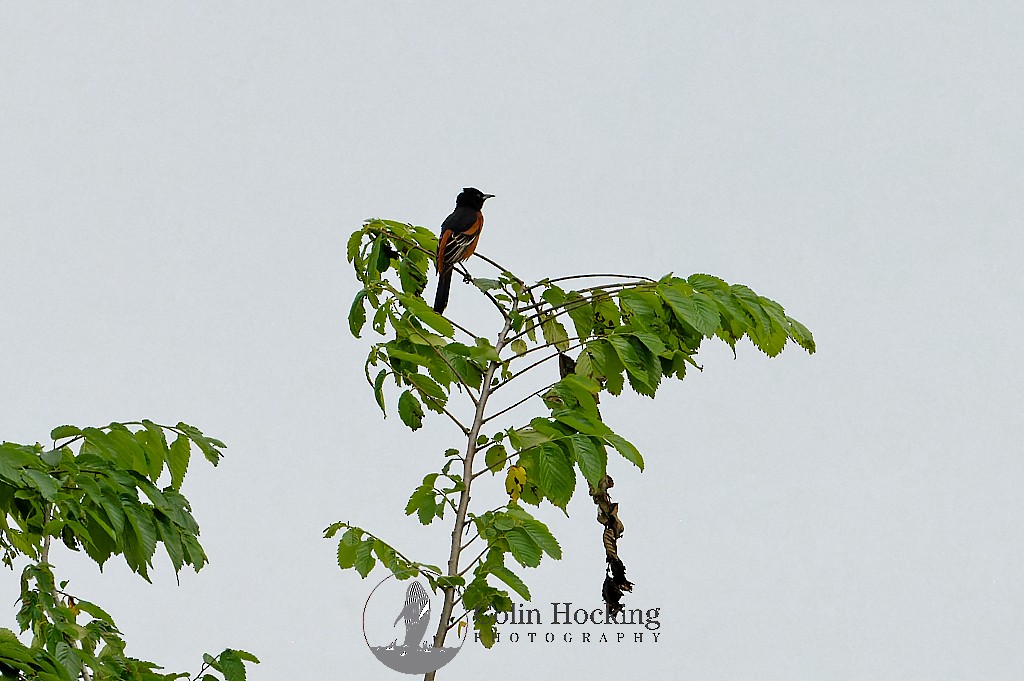 Orchard Oriole - ML617540149