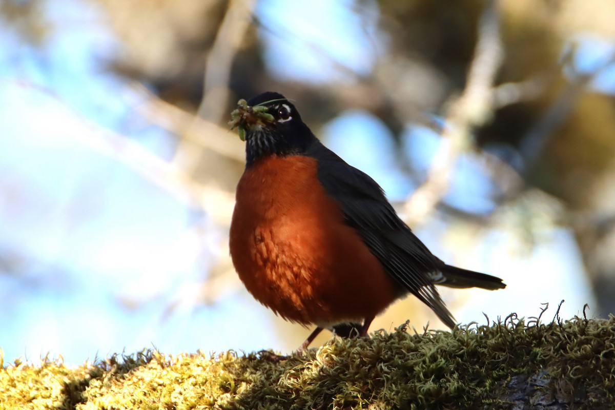 American Robin - ML617540151