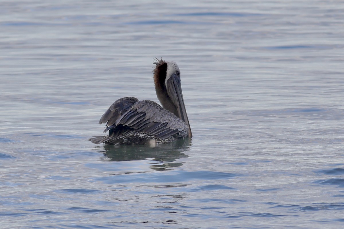 pelikán hnědý - ML617540159