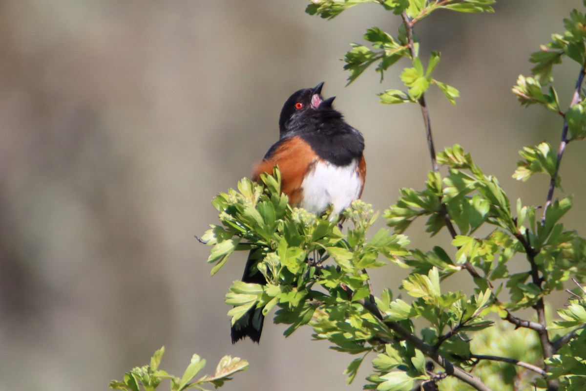 Spotted Towhee - ML617540161