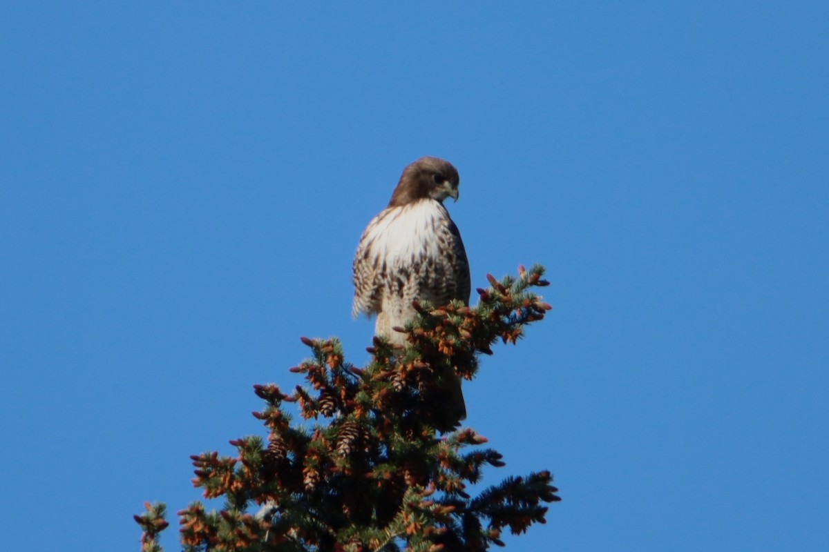 Red-tailed Hawk - ML617540165