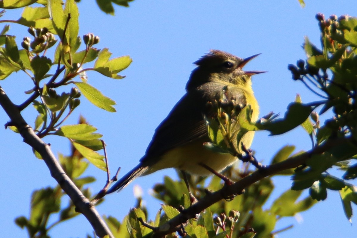 Orange-crowned Warbler - ML617540168