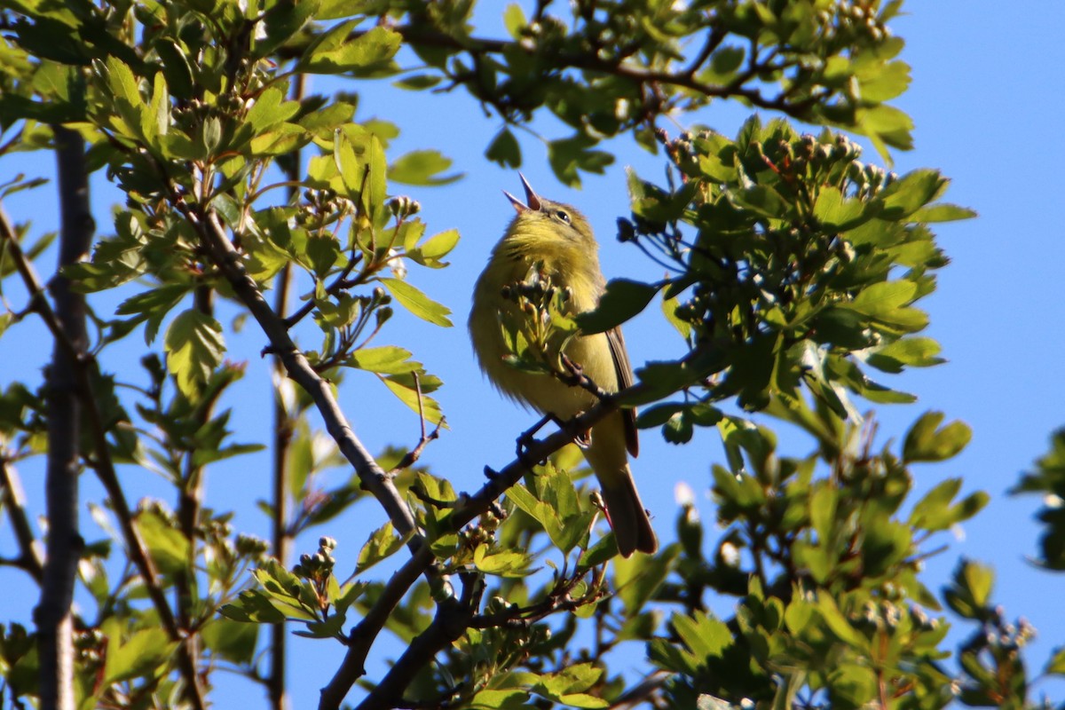 Orange-crowned Warbler - ML617540173