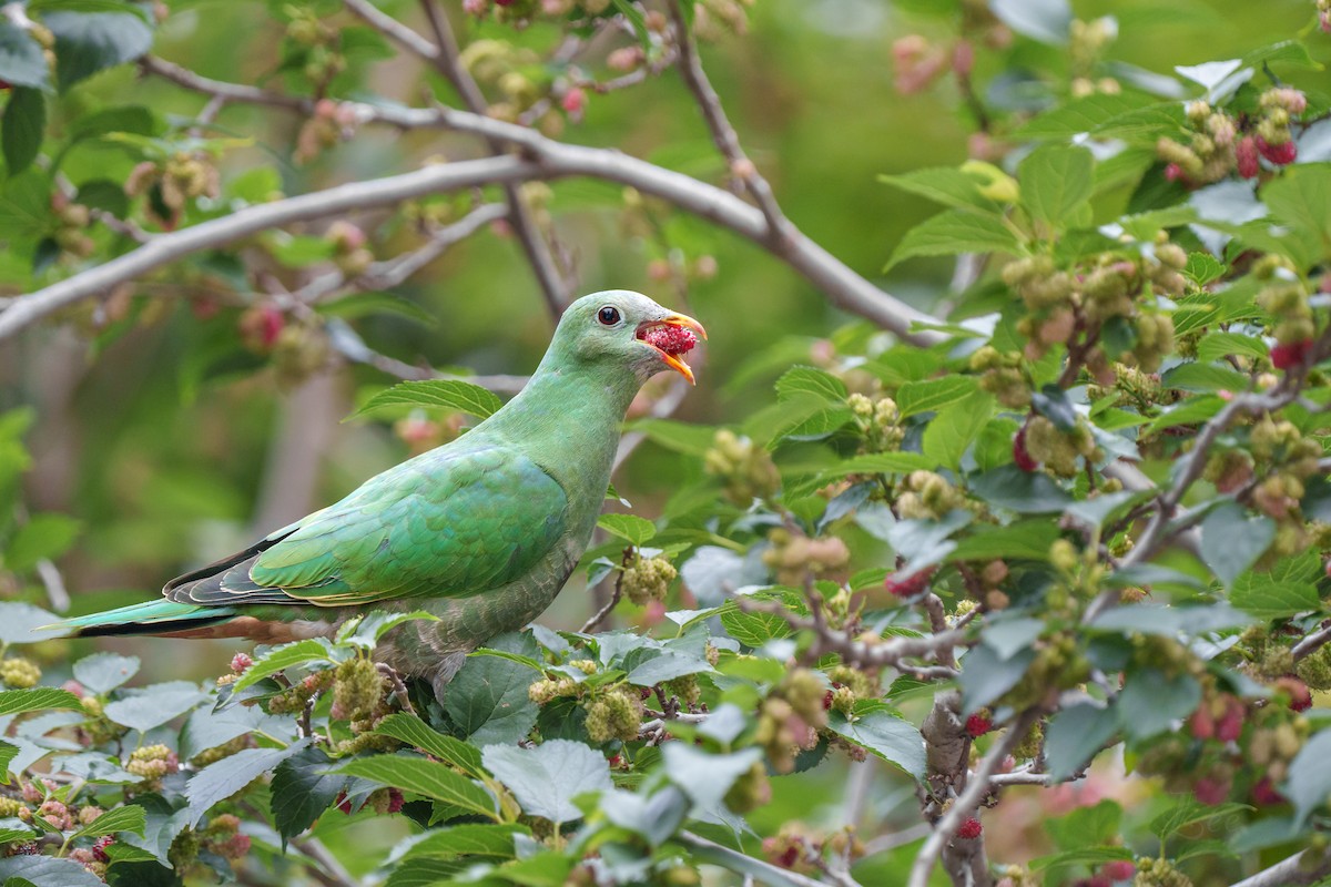 Black-chinned Fruit-Dove - Anonymous