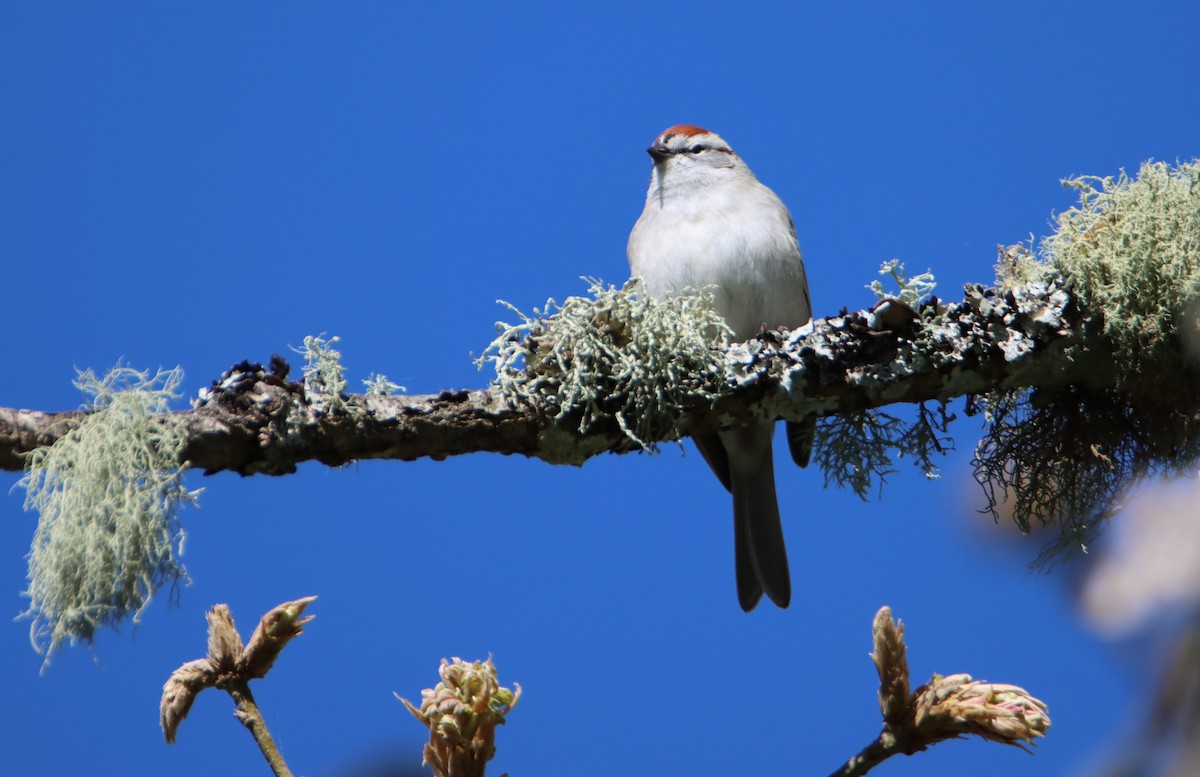 Chipping Sparrow - ML617540188