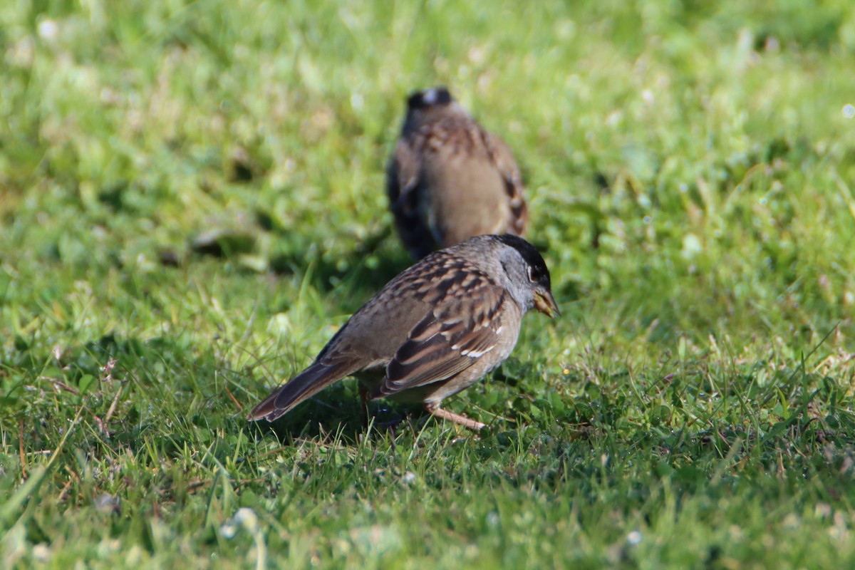 Bruant à couronne dorée - ML617540191