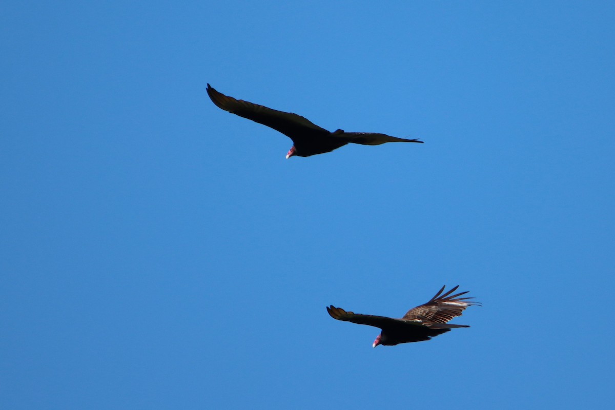 Turkey Vulture - ML617540193