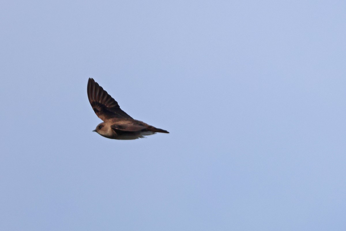 Northern Rough-winged Swallow - ML617540195