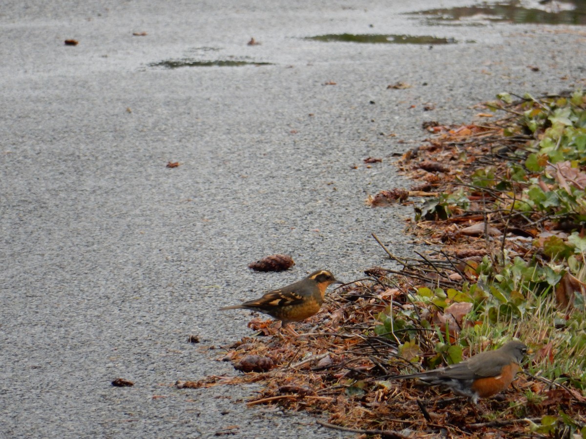 Varied Thrush - ML617540223