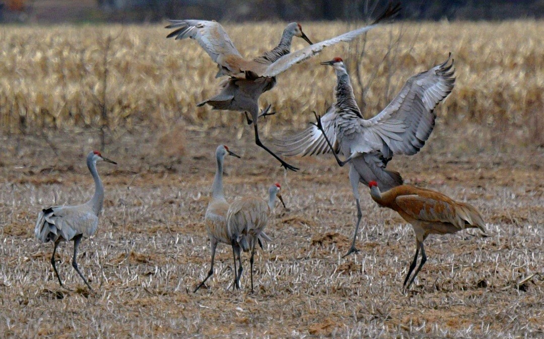 Sandhill Crane - ML617540252