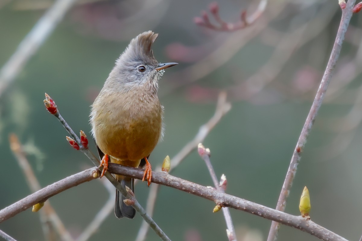 Stripe-throated Yuhina - ML617540281