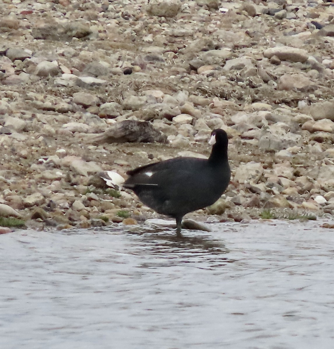 American Coot - George Chrisman